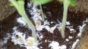 Белый налет на земле с рассадой, выясняем причину его появления