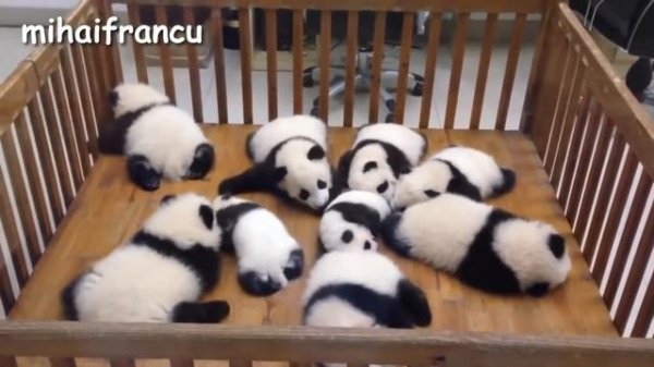 Смешная панда в зоопарке Китая .  /  Panda Bear  Funny panda in the zoo of China .