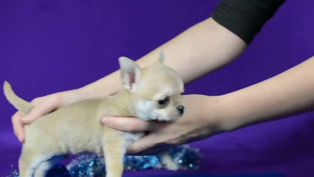 Продажа мальчик Чихуахуа смотреть онлайн