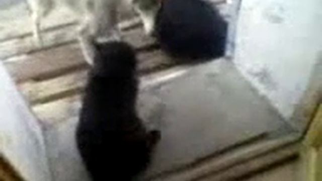 Собака дружит с котом (белка и маркиз ) смотреть онлайн