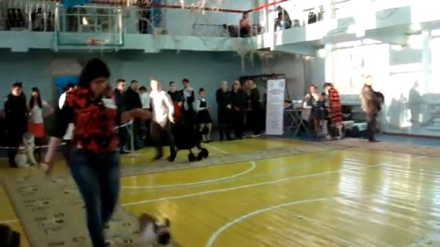 Кубок Фортуны Темиртау выставка собак 27.04.2014 смотреть онлайн