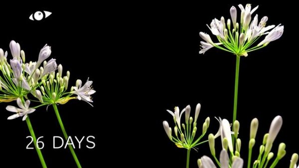 Agapanthus Flower Timelapse