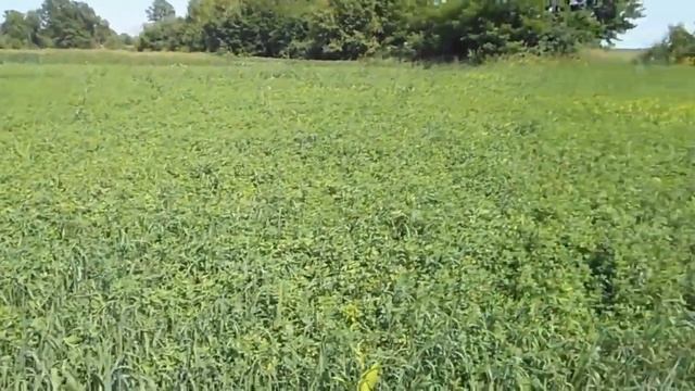 Выращивание люцерны Посев люцерны Люцерна Бизнес на люцерне Выращивание люцерны на сено Норма высев смотреть онлайн