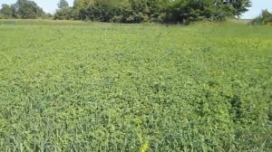 Выращивание люцерны Посев люцерны Люцерна Бизнес на люцерне Выращивание люцерны на сено Норма высев