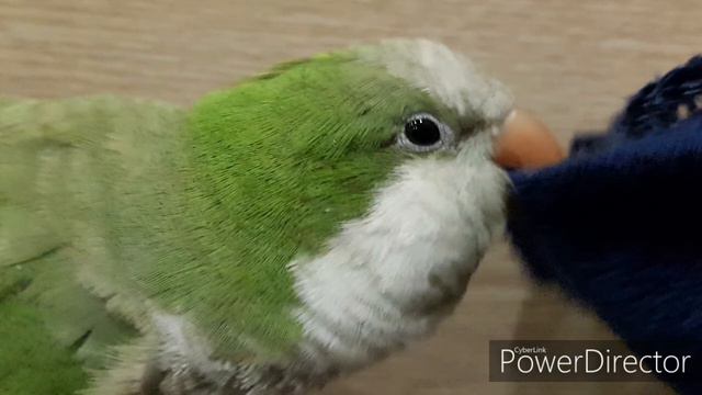 ДАВАЙ ПОЛЕТАЕМ! УРОК ДЛЯ ОБУЧЕНИЯ ПОПУГАЯ ГОВОРИТЬ. смотреть онлайн