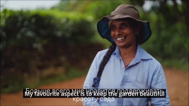 Ahmad Tea - Tea Gardens