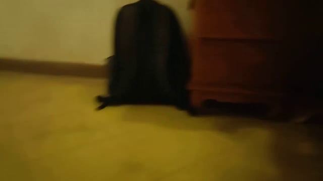 хвост живёт сам по себе. охота кота на ящерицу