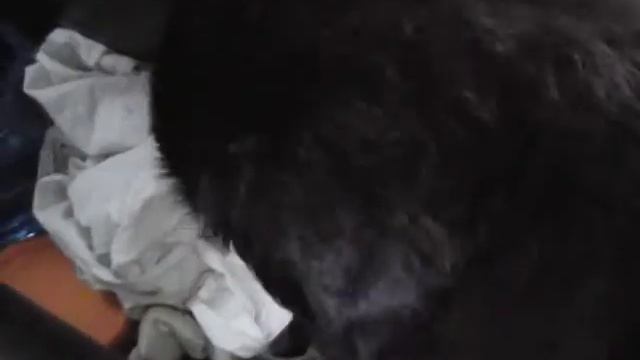 Бернский зенненхунд ЭЛЬБА смотреть онлайн