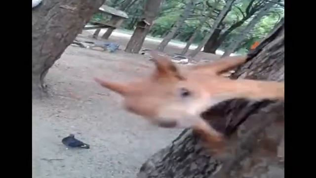 Funny animals, funny squirrel , смешная белочка смотреть онлайн