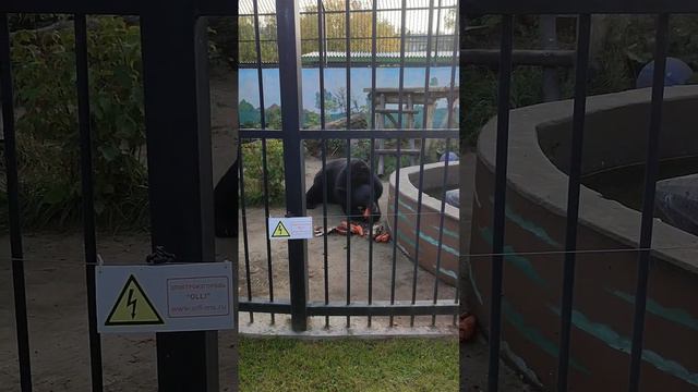 Зоопарк Лимпопо, Нижний Новгород смотреть онлайн