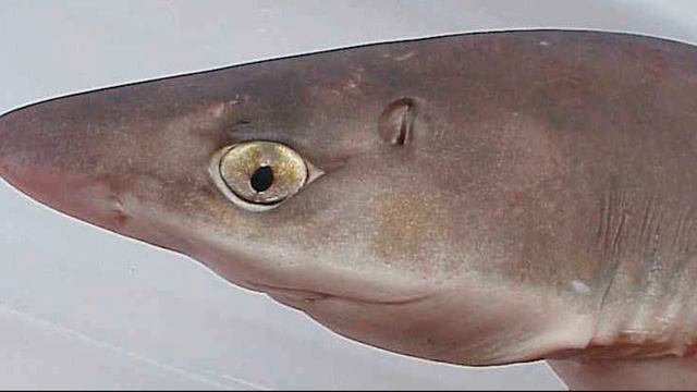 Facts: The Spiny Dogfish смотреть онлайн