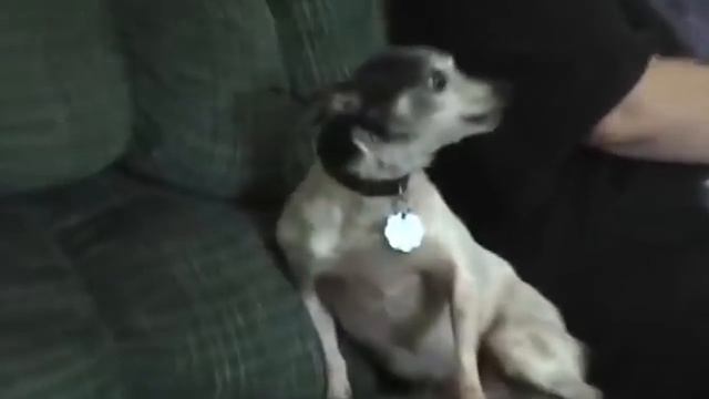 СМЕШНАЯ ОЗВУЧКА ЖИВОТНЫХ.часть 4 смотреть онлайн