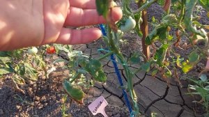 Жизнь в селе на Юге. Застала преступника врасплох. Поспевает виноград.