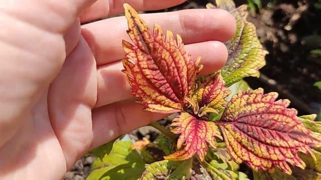 колеусы с названиями. Сравнение при разном освещении