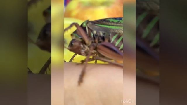 Ориентальная кошка и сверчок (кузнечик или саранча ) умывается смотреть онлайн