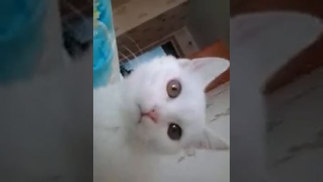 глухая кошка смотреть онлайн