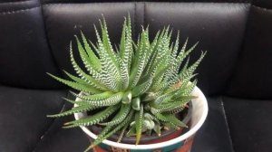 Хавортия – уход в домашних условиях: пересадка и размножение. Польза и вред