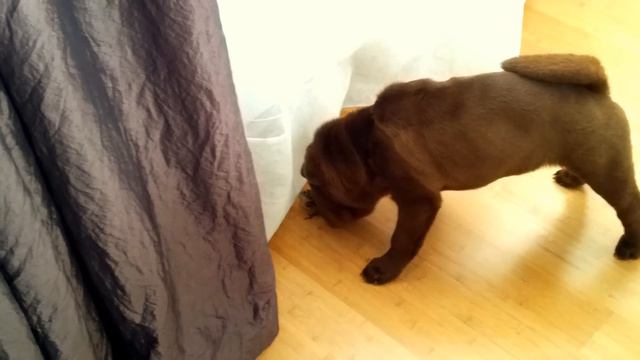 Shar-pei Berry, Bird and home смотреть онлайн