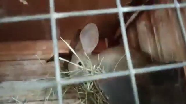 Лишние кролики, самцы, самки? смотреть онлайн