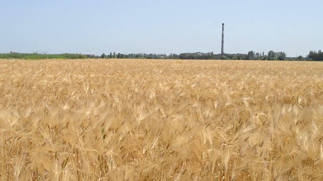 Пшеничное поле смотреть онлайн