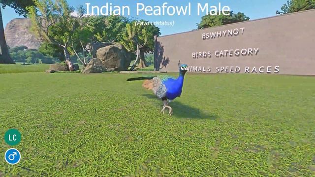Birds Category Races In Planet Zoo In 4K UHD Included Ostrich, Flamingo, Peafowl And Cassowary