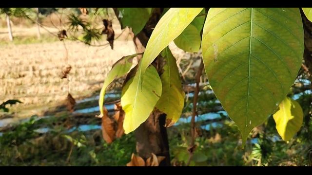 Realme 10 Pro Plus Cinematic Camera Test