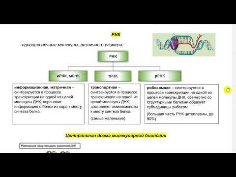 ОТКРЫТЫЙ УРОК ПО БИОЛОГИИ (для ознакомления с курсом). Тема: РНК, ТРАНСКРИПЦИЯ, РЕПЛИКАЦИЯ. смотреть онлайн