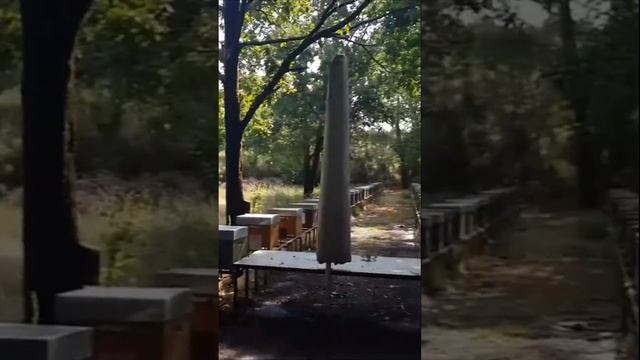 Разделение труда на матковыводной пасеке Лорана Дюге, Франция