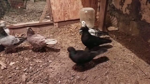 голуби эта птица любви смотреть онлайн