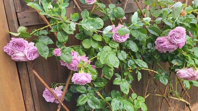 Hot News update for Quicksilver Rose#rose#garden #climbingrose#quicksilver смотреть онлайн