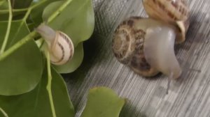 Уличные Улитки. Новые питомцы у нас дома.