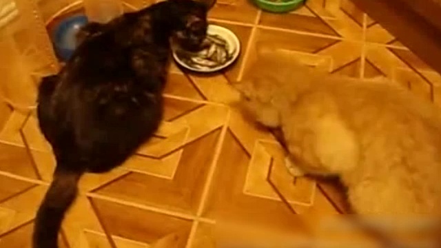 Наглый кот смотреть онлайн