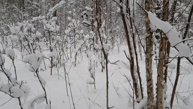 Два лося смотреть онлайн