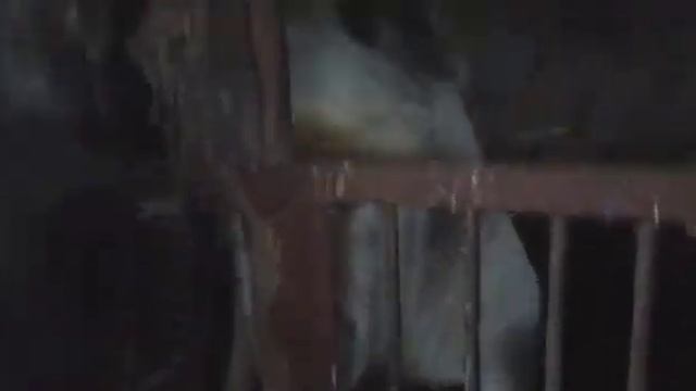 Мангалиц порода свиньи.Ждет потомство.? смотреть онлайн