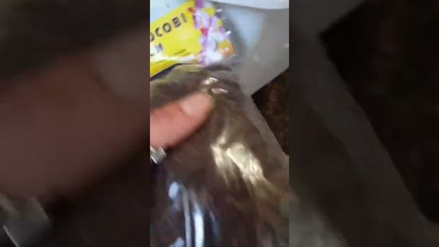 Пересадка лавра в домашніх умовах смотреть онлайн