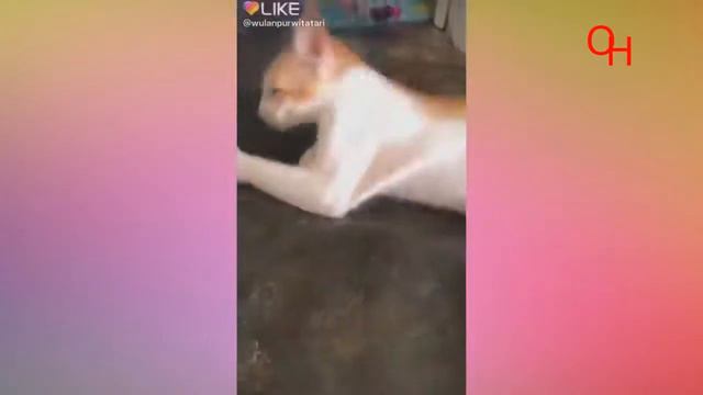 Смешные играющие котята смотреть онлайн