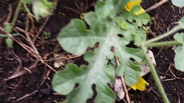 Арбуз на лагенарии 3 часть смотреть онлайн