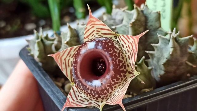 Гуэрния зебрина (Huernia zebrina): цветение смотреть онлайн