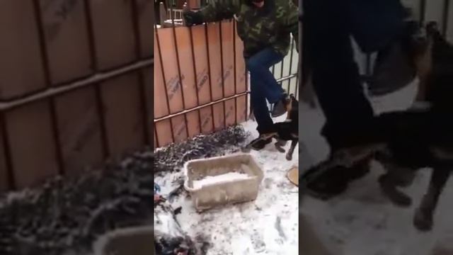 Ягдтерьер и Алабай смотреть онлайн