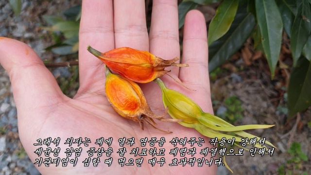 폐에 열과 염증을 삭혀 폐결핵을 멈추게하고 간과 쓸개를 이롭게하는 약초