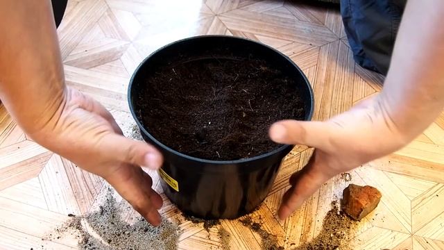 Выращиваем перец чили дома. Часть 5: высаживаем перец в горшки. смотреть онлайн