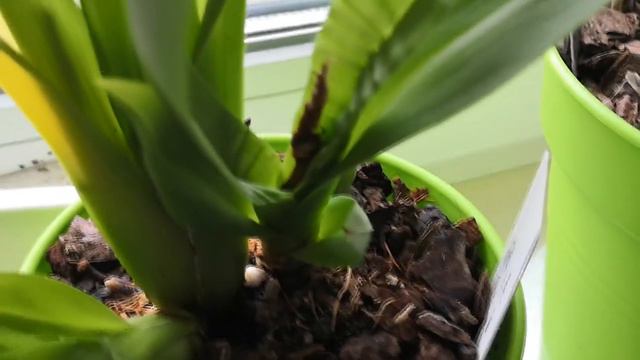 Гниение бульбы Камбрии"Бертли" удалось остановить 😊этим лекарственным средством и. Прошу СОветА🤗💗 смотреть онлайн