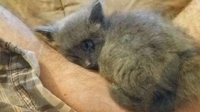 Крошечный котёнок подошел к парню , который рыбачил у озера! смотреть онлайн