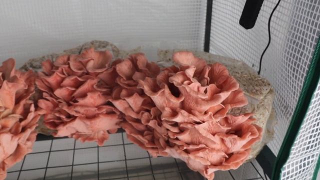 ? #5 Essai de culture du PLEUROTE ROSE [Pleurotus djamor] смотреть онлайн