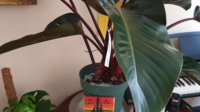 Philodendron Red Beauty (Rojo Congo)
