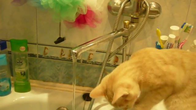 угарный кот играет с водой!