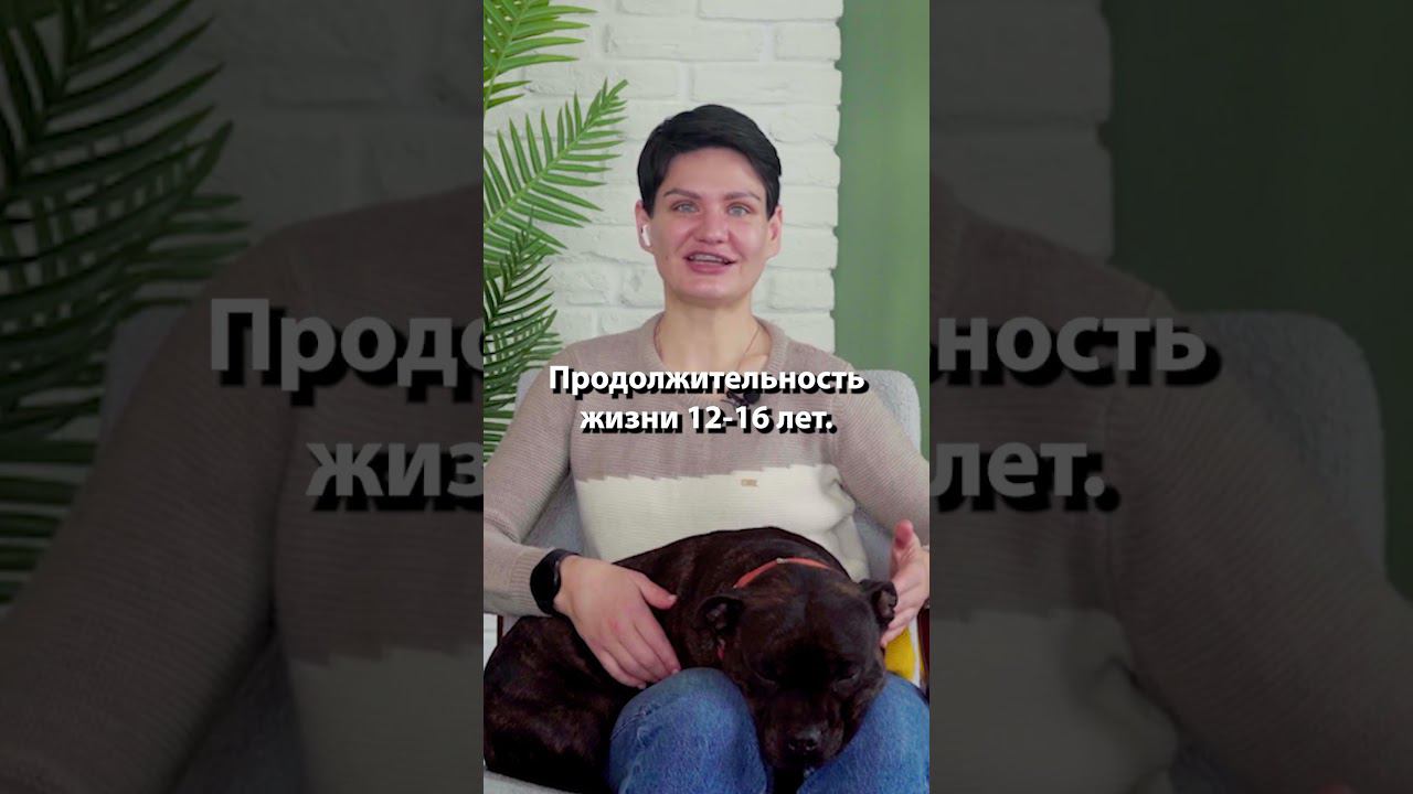 Стаффордширский бультерьер, что ты о нем НЕ знаешь? #shorts смотреть онлайн