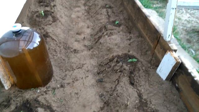 Удобный ПАРНИК. Посадка огурцов. Часть 3. смотреть онлайн