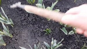 Уход за тюльпанами ранней весной  Важная подкормка не пропустите