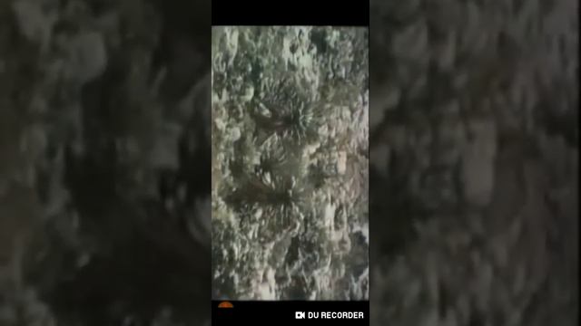 Sagaro Cactus Song From Reading Rainbow смотреть онлайн